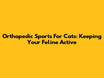 Orthopedic Sports For Cats: Keeping Your Feline Active